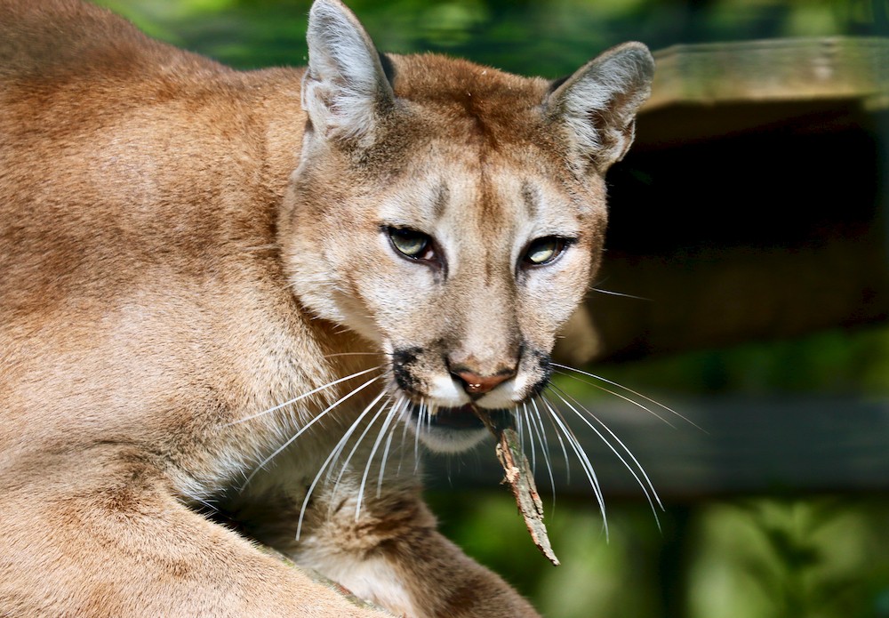 Zoo de Beauval 