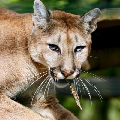 Zoo de Beauval 