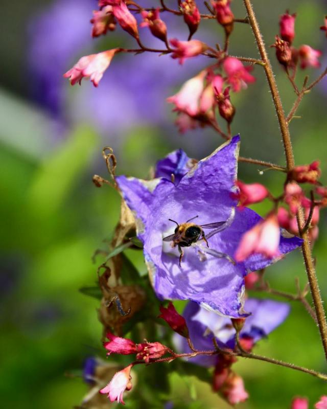 Au jardin