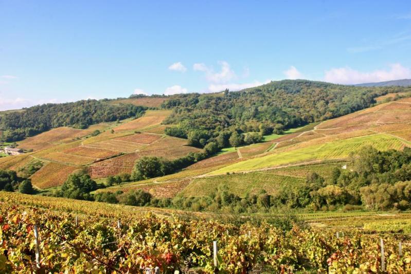 Beaujolais