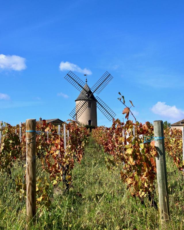 Beaujolais - Moulin à Vent