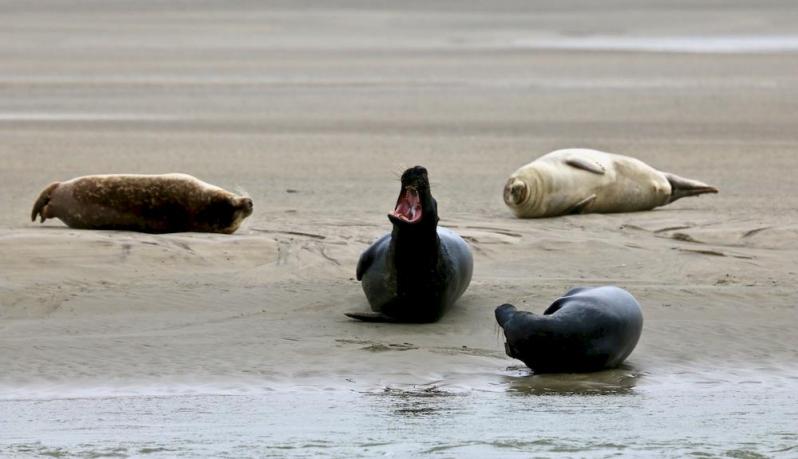 Berck