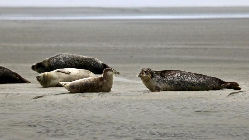 Berck