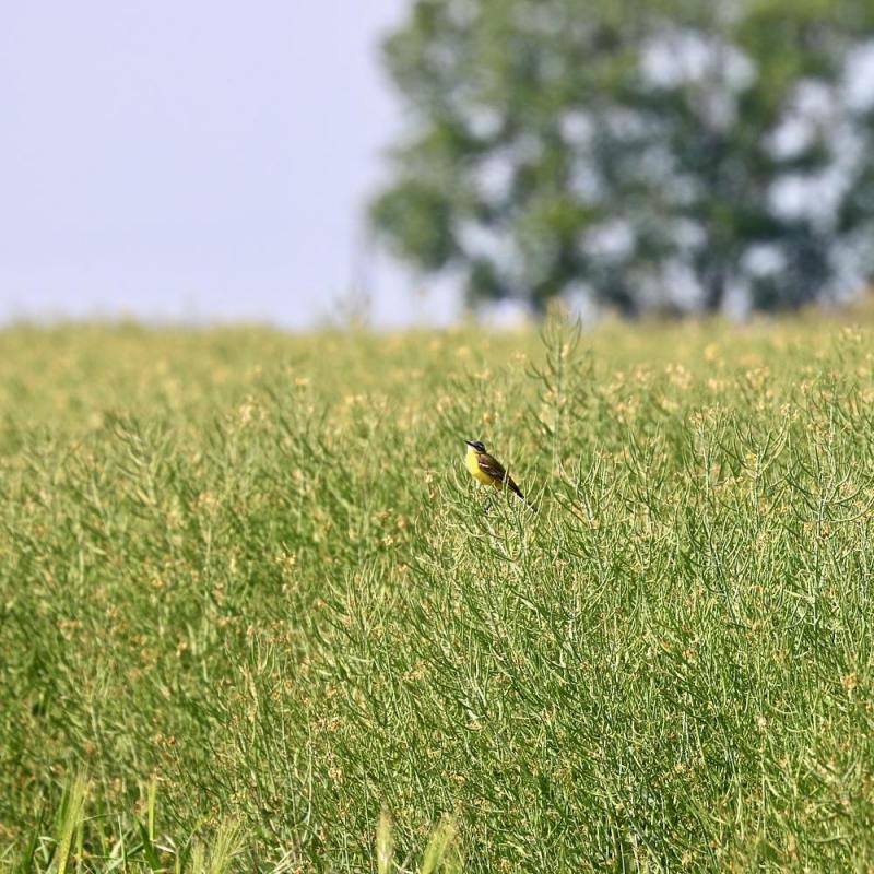 Bergeronnette printanière