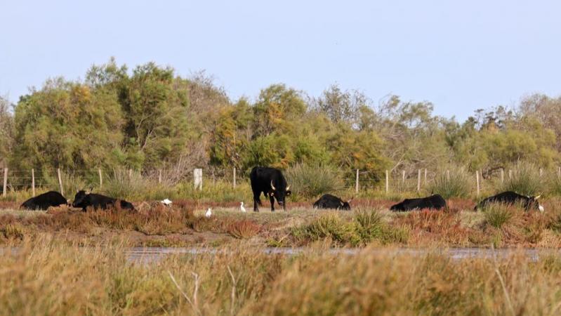 Camargue