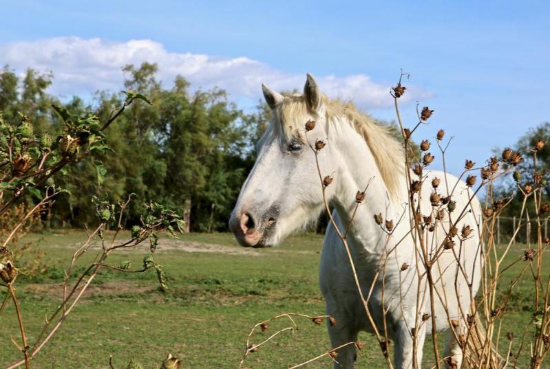 Camargue