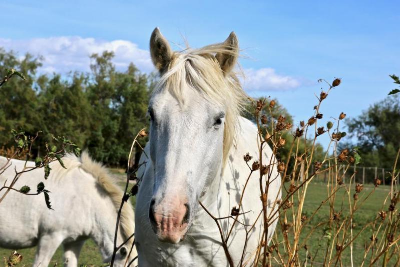 Camargue