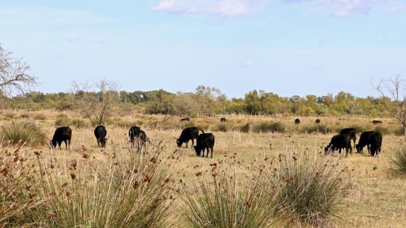 Camargue