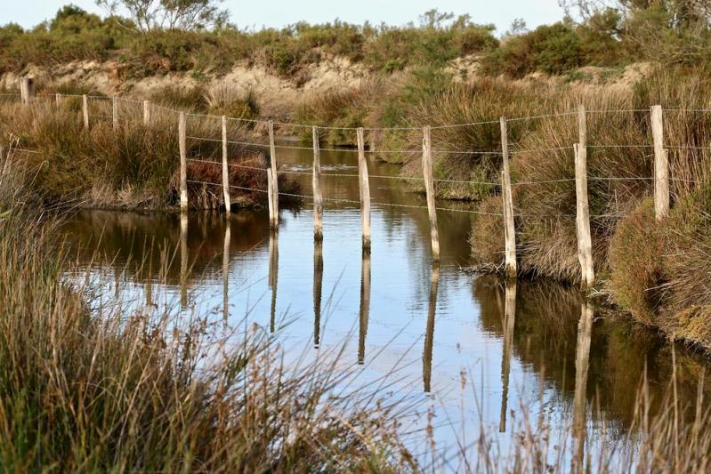 Camargue