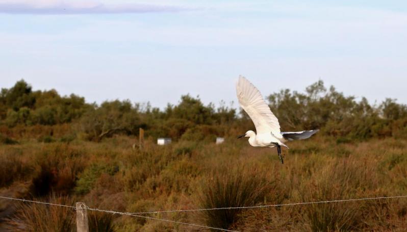 Camargue