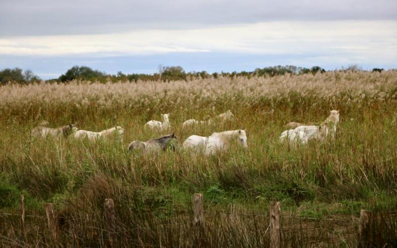 Camargue