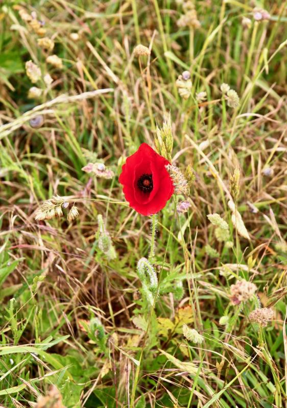 Cap Gris Nez