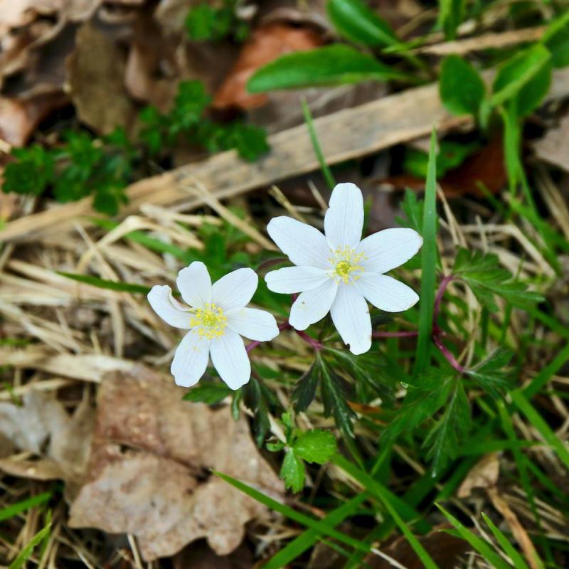 En forêt de Montrichard