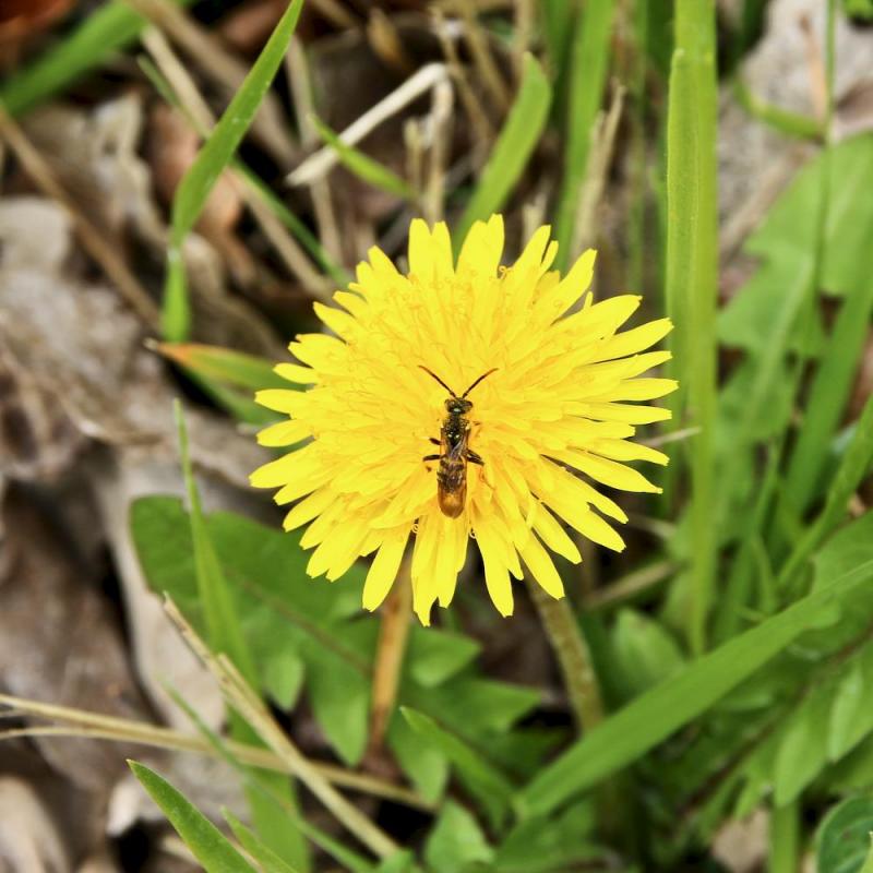 En forêt de Montrichard