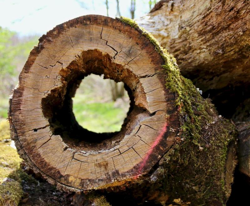 En forêt de Montrichard