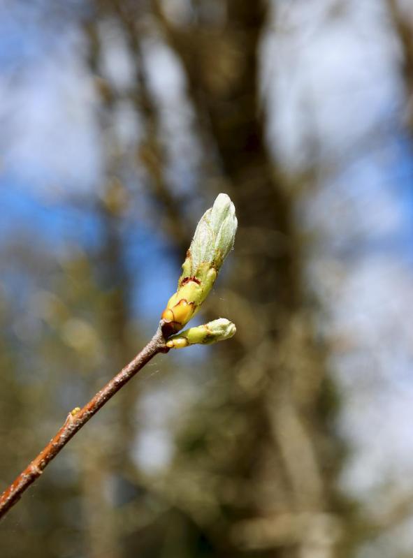 En forêt de Montrichard