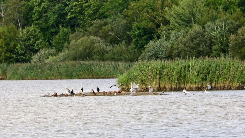 Etang de Malzoné