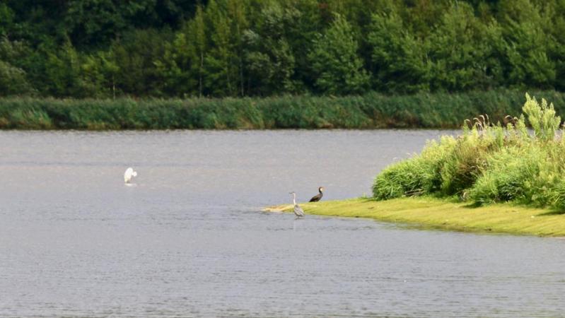 Etang de Malzoné