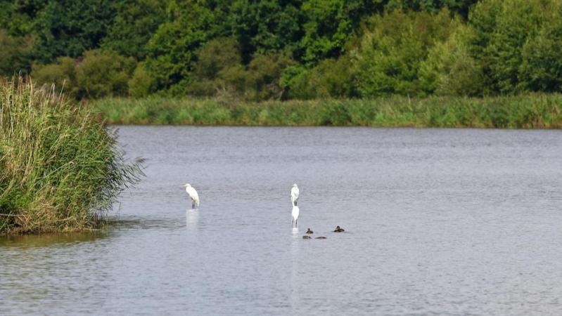 Etang de Malzoné