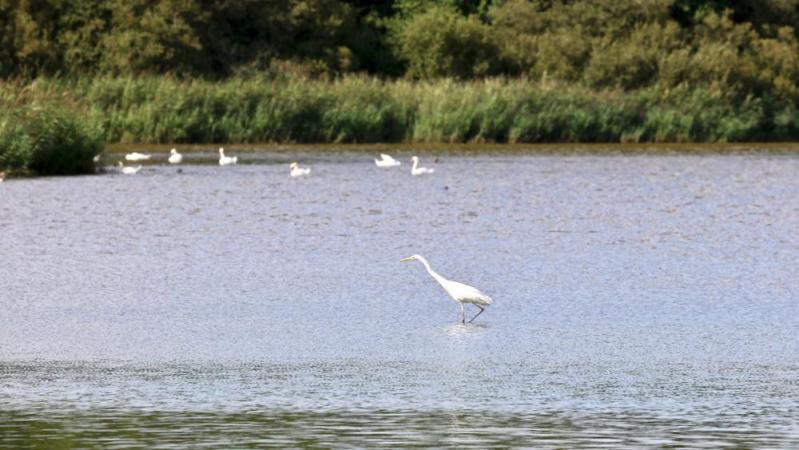 Etang de Malzoné