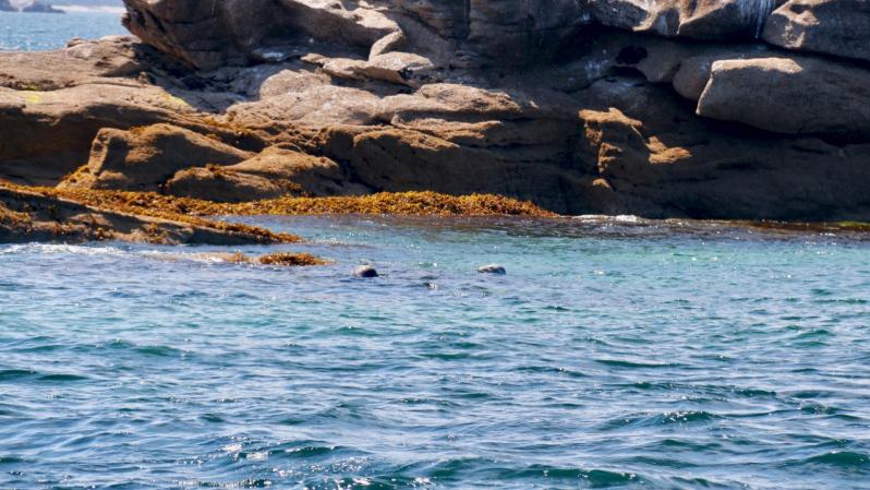 Baie de Morlaix