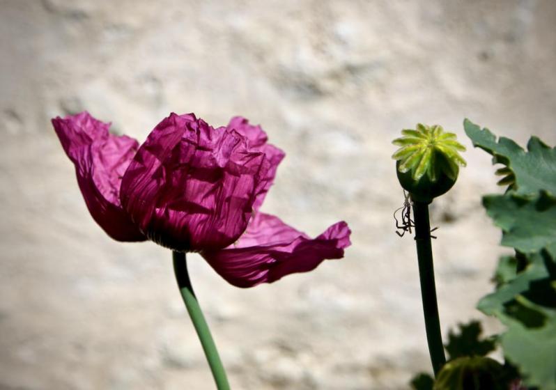 Fleur de pavot