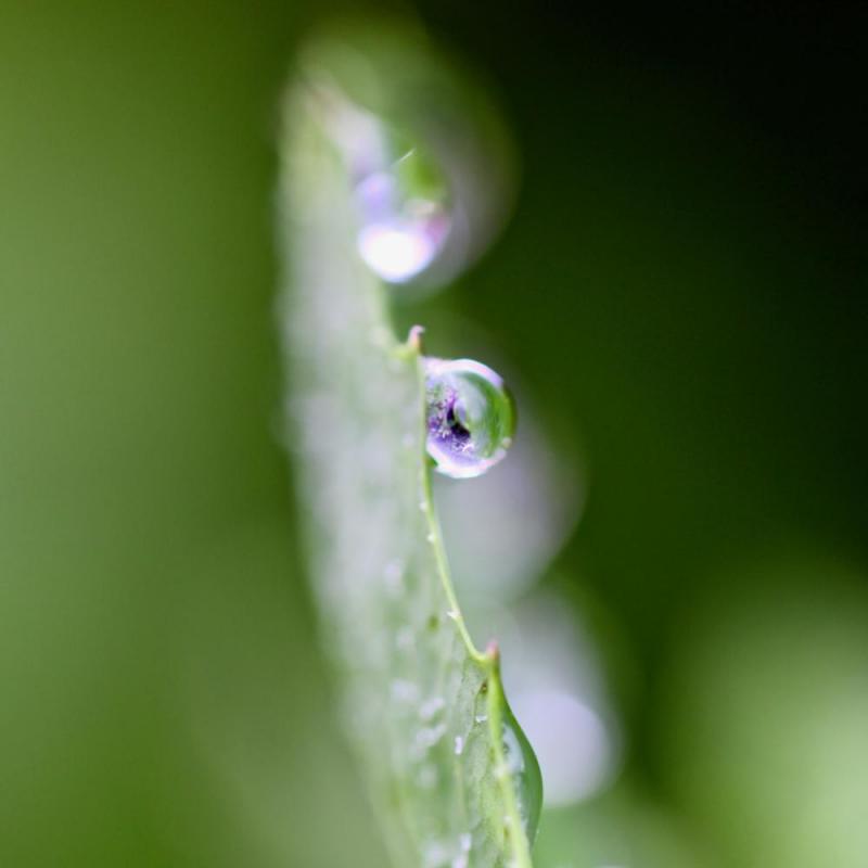 Gouttes d'eau