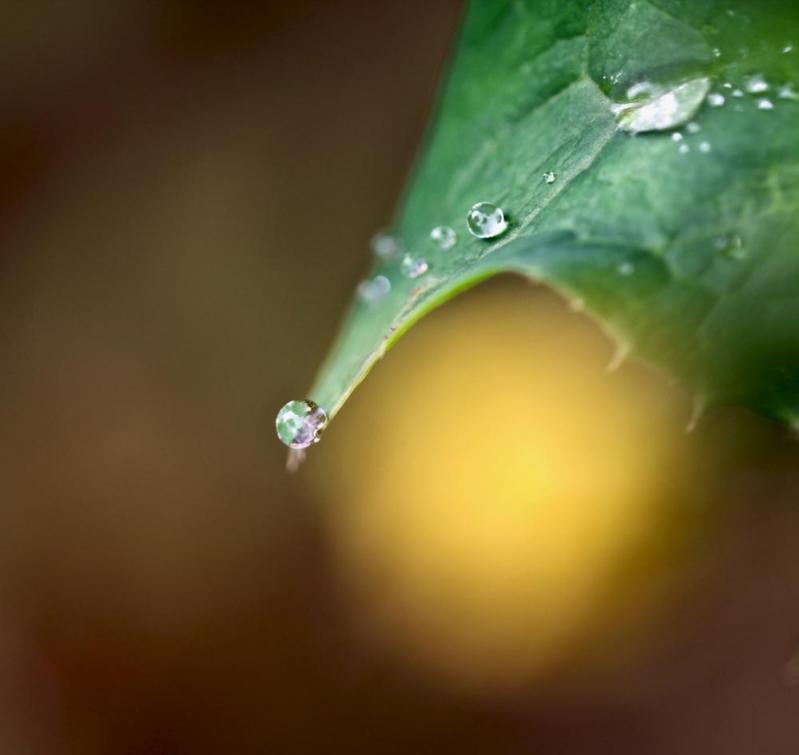 Gouttes d'eau