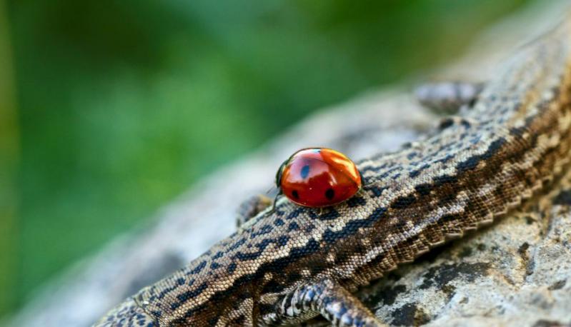 Lézard