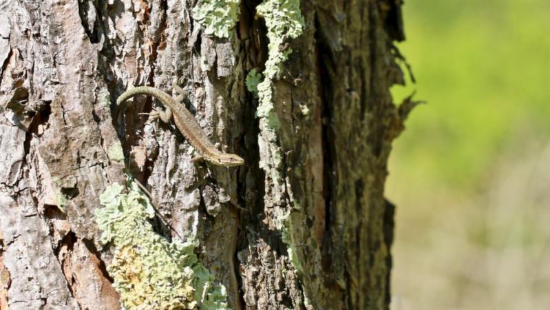 Lézard