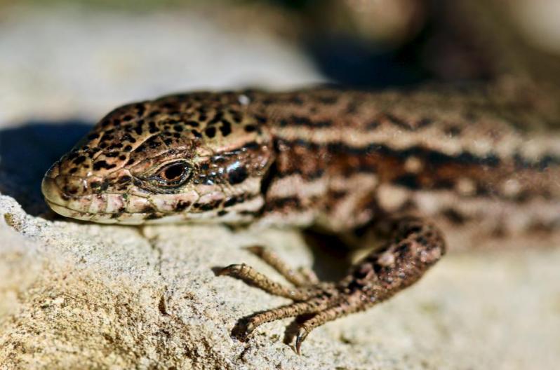 Lézard