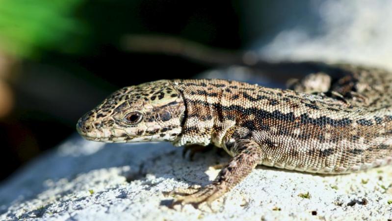 Lézard