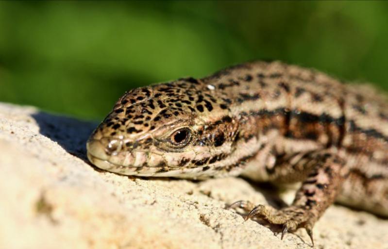 Lézard