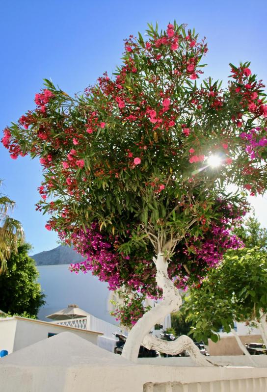 Les Cyclades - Île de Santorin