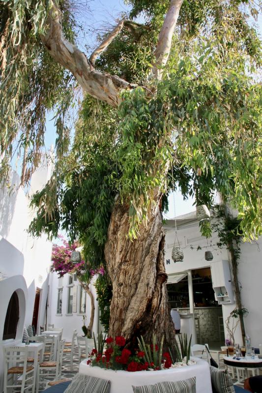 Les Cyclades - Paros - Village de Naoussa