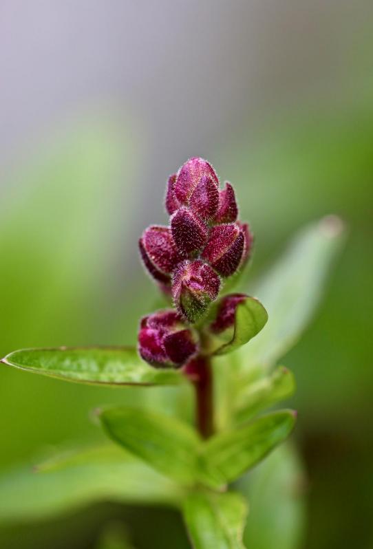 Printemps