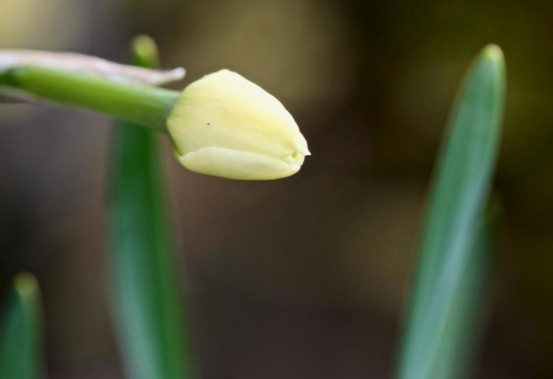 Macro printemps