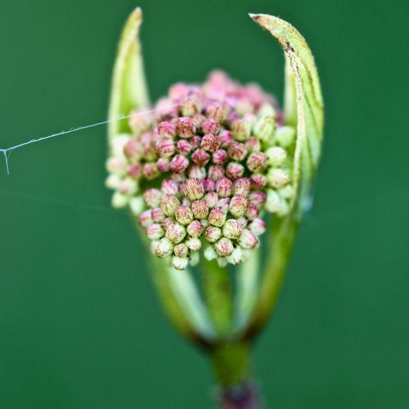 Macro printemps