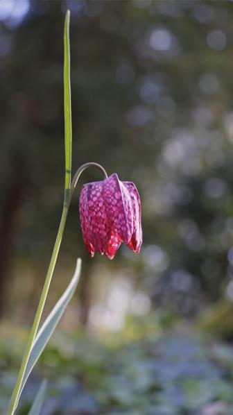 Fritillaire pintade