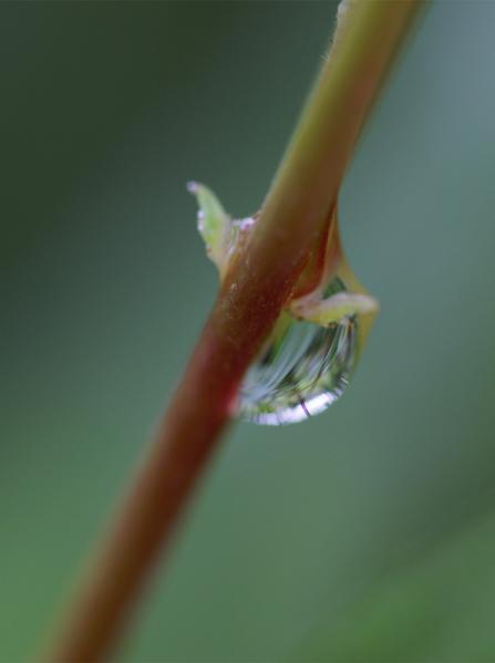 Goutte d'eau