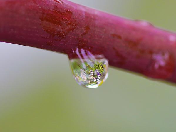 Goutte d'eau