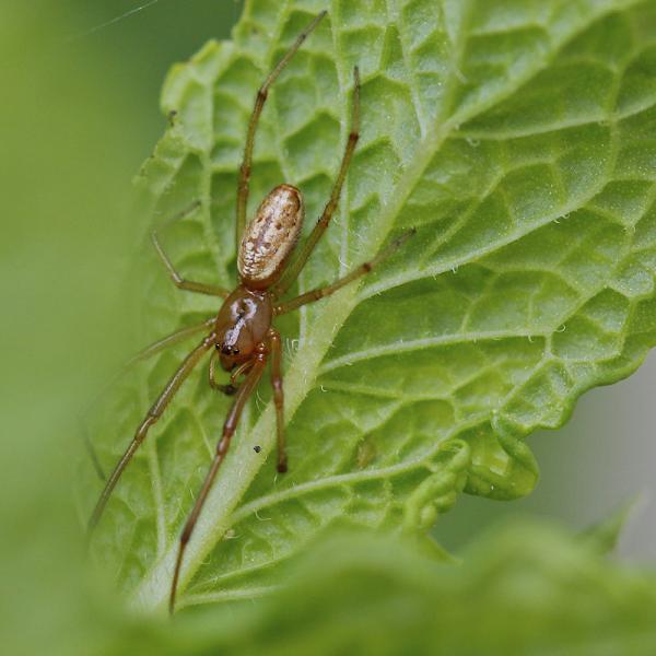 Araignée