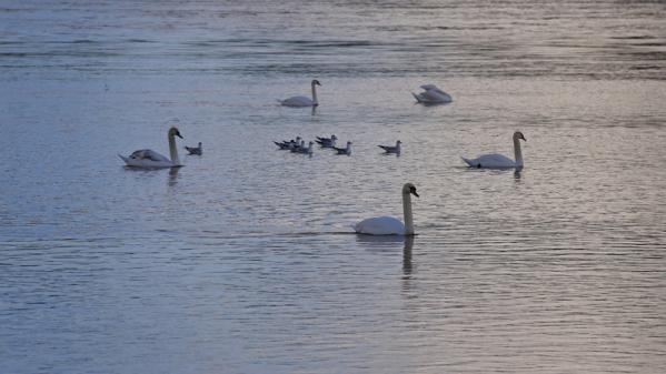 Bords de Loire