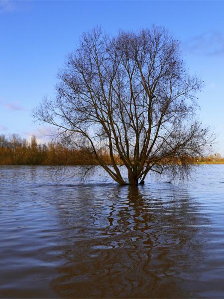 Bords de Loire