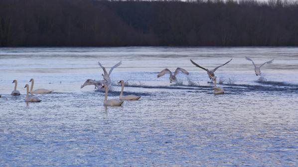 Bords de Loire