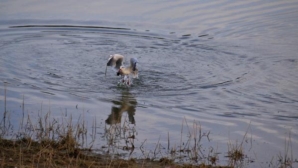 à la pêche...