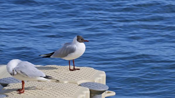 Banyuls sur Mer