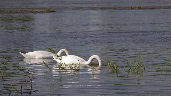 Cygnes