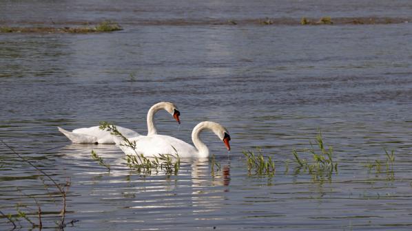 Cygnes