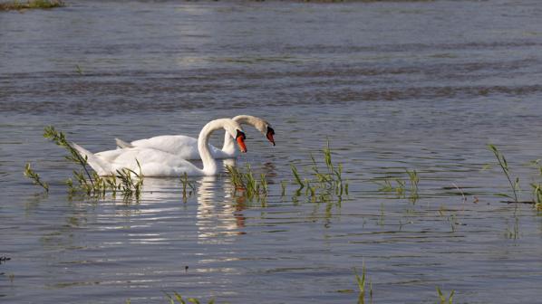 Cygnes